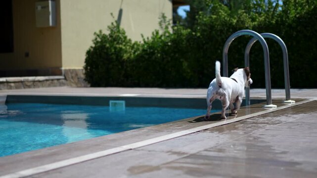 Jack Russell terrier dog standing and walking by outdoor swimming pool