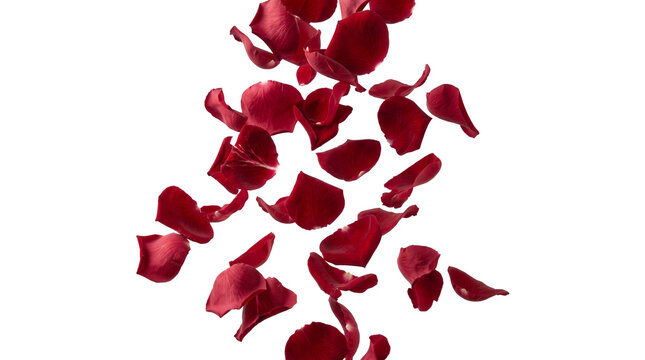 Red rose petals falling isolated on transparent background png for romantic wedding celebration design.