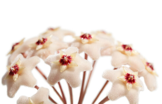 Wax plant umbel