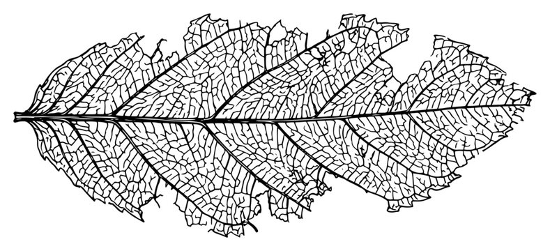 Skeleton leaf with intricate vein structure in detailed ink drawing style