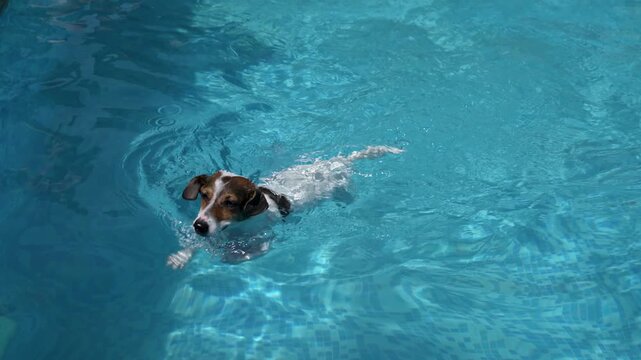 Jack Russell terrier dog swimming in clear blue pool water outdoor