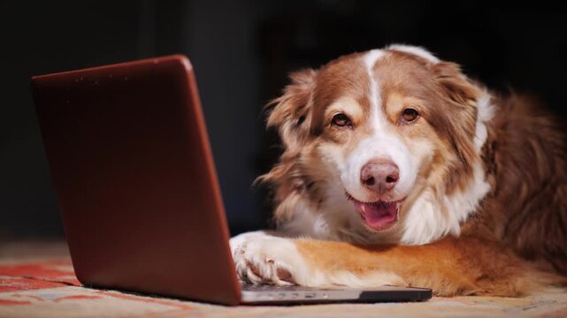 Cute australian shepherd dog looking at laptop screen on floor, happy expression with tongue out.
