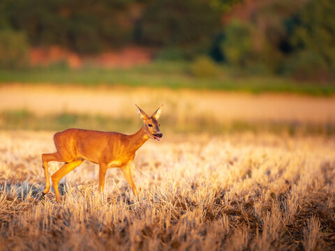 European roe deer (Capreolus capreolus) in a field in the heat of the day