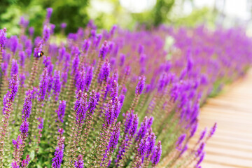 Obraz premium Vibrant purple Salvia nemorosa flowers blooming along a wooden pathway in a summer park. Modern landscape design concept.