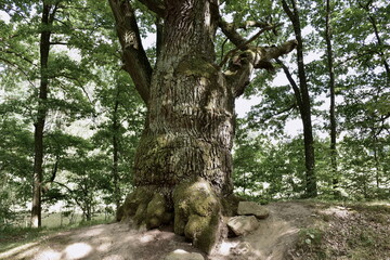 Fototapeta premium biggest and most important Devils oak tree in town Trebon