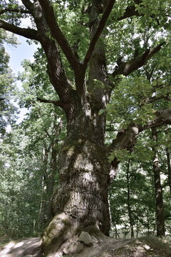 biggest and most important Devils oak tree in town Trebon