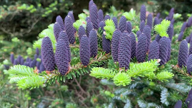 Close up of vibrant purple cones growing vertically on a Korean fir tree branch.