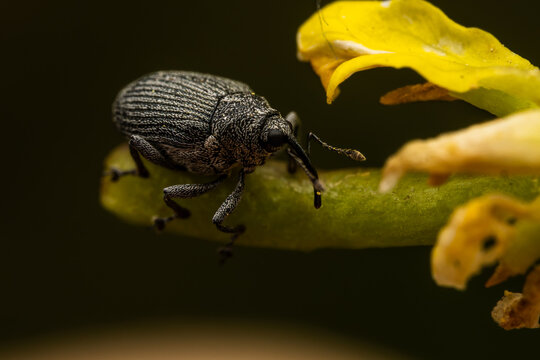 A weevil clings to a flower stem at Magor Marsh, Wales &mdash; armour-plated, methodical, absolutely unbothered by the audience.