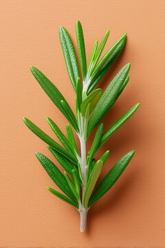 Single rosemary branch minimal herb composition on an orange background. Fresh ingredient for cooking with ample space for text