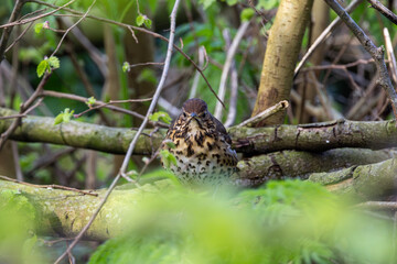 Obraz premium Song thrush facing the camera on a branch