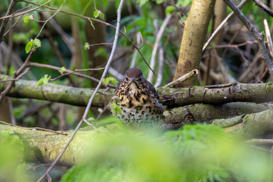 Song thrush facing the camera on a branch