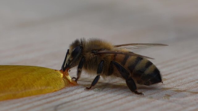 Extreme macro close up of honey bee eating yellow sweet honey syrup on wooden surface