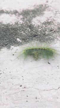 The baron caterpillar atau ulat baron (Euthalia aconthea gurda) has green hair and can camouflage and is harmless