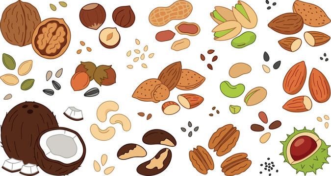 Healthy Nut and Seed Vector Icon Set with Walnut Almond Hazelnut Peanut Pistachio Coconut Cashew and Pecan for Organic Food Graphic Designs