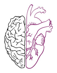 Obraz premium Split illustration of human brain and heart representing logic and emotion isolated on white background for conceptual use