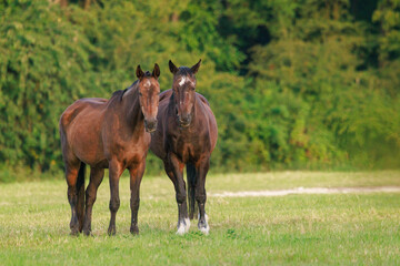 Pferde auf der Weide © Winfried Rusch