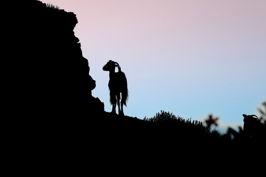 A goat stands silhouetted against a pastel sunset sky in Greece, creating a peaceful and dramatic rural scene.