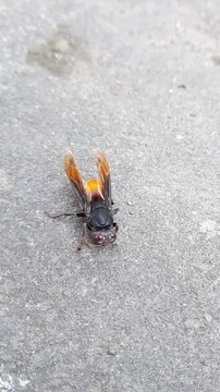 Vespa tropica, the greater banded hornet, is a tropical species of hornet. It is a predator of paper wasps and possesses a potent sting, which can cause extreme pain and swelling.