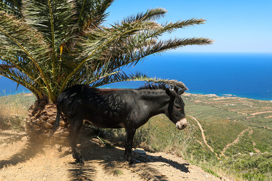 A donkey stands beneath a palm tree overlooking the Aegean Sea in Greece, capturing the rustic charm and peaceful rhythm of Mediterranean island life.