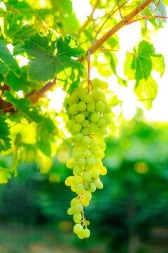 A cluster of green grapes hangs from a sunlit vine in Greece, symbolizing the freshness and abundance of Mediterranean harvest season.