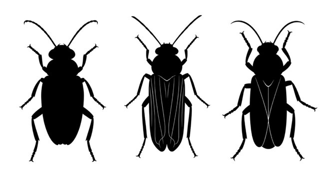 Insect Top View Vector Silhouette Set with Various Poses Isolated Collection