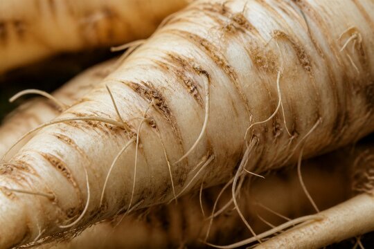 Parsnip root closeup showing skin texture on natural background