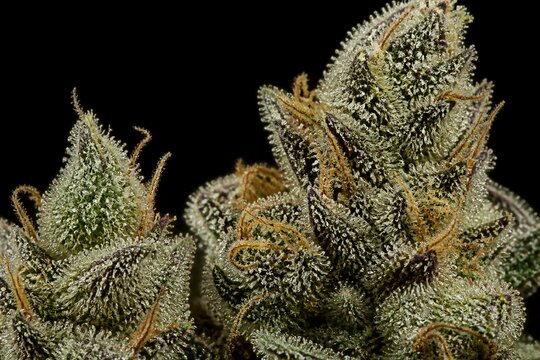 Cannabis buds covered in trichomes on black background