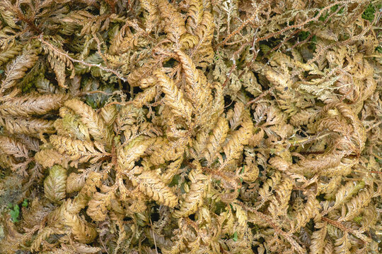 Dried spike moss covering the ground, creating a natural organic texture with intricate foliage and earthy tones.