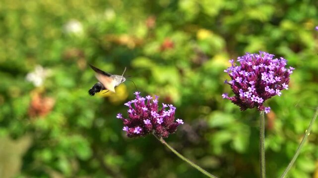 A Hummingbird hawk-moth (Macroglossum stellatarum) super slow motion feeding