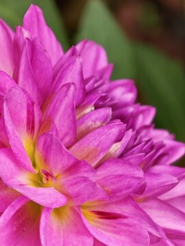 Pink Dahlia Flower with Golden Center