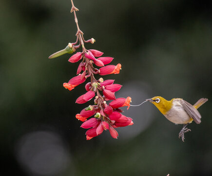 Indian white eye bird hovering over flower petals to suck nectar. Close up, selective focus.