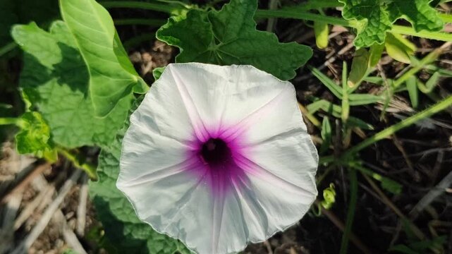 Ipomoea aquatica flowers blooming naturally with delicate white and purple petals, highlighting the beauty of this tropical aquatic vegetable plant.