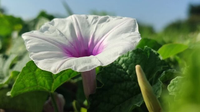 Ipomoea aquatica flowers blooming naturally with delicate white and purple petals, highlighting the beauty of this tropical aquatic vegetable plant.