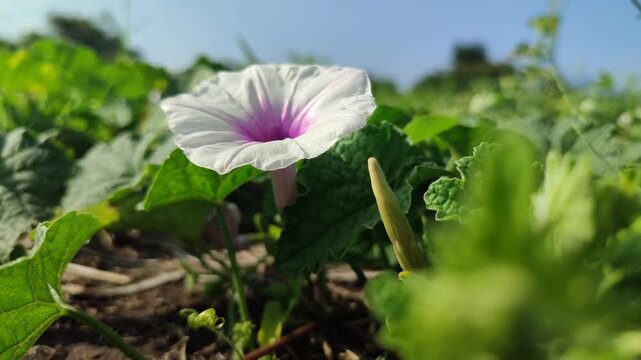 Ipomoea aquatica flowers blooming naturally with delicate white and purple petals, highlighting the beauty of this tropical aquatic vegetable plant.
