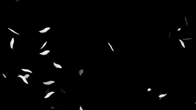 Realistic Colorful Feather Floating Gently Through the Air on Black Background with Alpha Channel