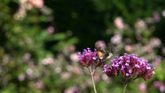 A Hummingbird hawk-moth (Macroglossum stellatarum) super slow motion feeding