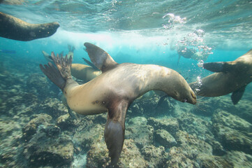 Fototapeta premium Galapagos sea lions playing underwater