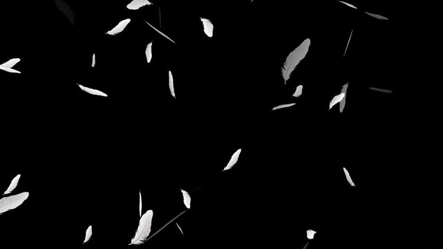Realistic Colorful Feather Floating Gently Through the Air on Black Background with Alpha Channel