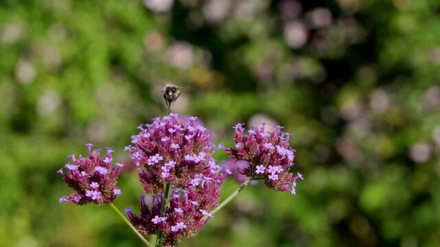 a Common Carder Bumblebee (Bombus pascuorum) feeding, super slow motion