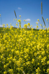 Fototapeta premium field of yellow flowers