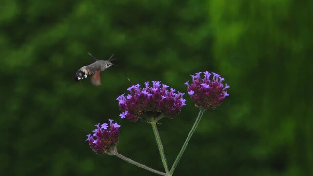 A Hummingbird hawk-moth (Macroglossum stellatarum) super slow motion feeding