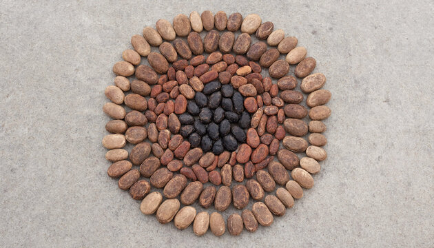 A circular arrangement of raw cocoa beans forming a spiral pattern with dark beans in the center and lighter beans on the outer edges