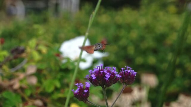 A Hummingbird hawk-moth (Macroglossum stellatarum) super slow motion feeding