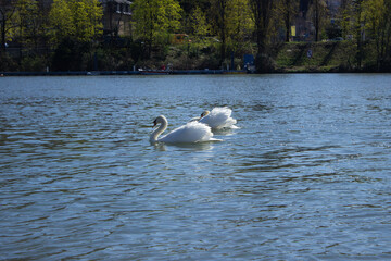 A peaceful pair of beautiful white mute swans swimming together gracefully on the calm blue water surface of a scenic river © Tatiana Selinger