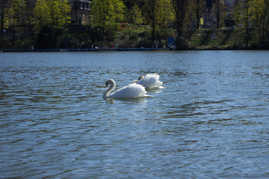 A peaceful pair of beautiful white mute swans swimming together gracefully on the calm blue water surface of a scenic river