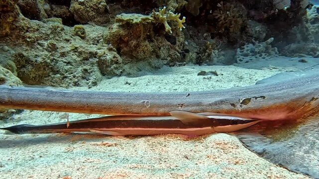 Close-up of a feathertail stingray resting on the sandy bottom with a suckerfish (remora) riding beneath its tail fold. (Pastinachus sephen). Taken in Sharm El Sheikh, 