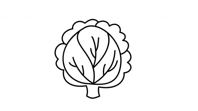 outline cabbage illustration
