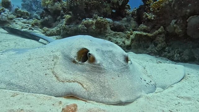 A large fantail stingray (Pastinachus sephen). Taken in Sharm El Sheikh, 