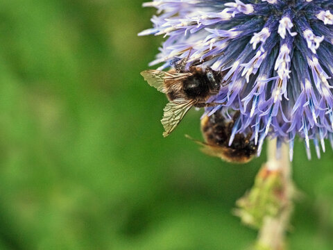Wildbienen an Blauer Kugeldistel