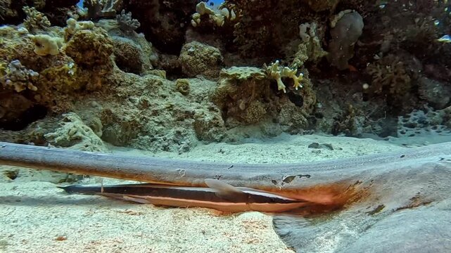 Close-up of a feathertail stingray resting on the sandy bottom with a suckerfish (remora) riding beneath its tail fold. (Pastinachus sephen). Taken in Sharm El Sheikh, 